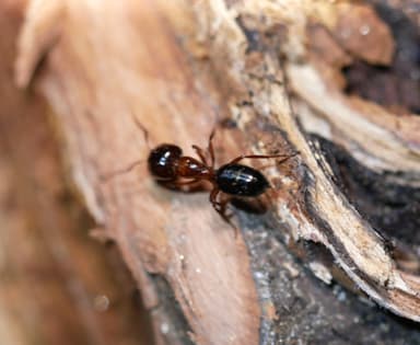 Camponotus essigi photo 82