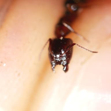 Camponotus essigi photo 83