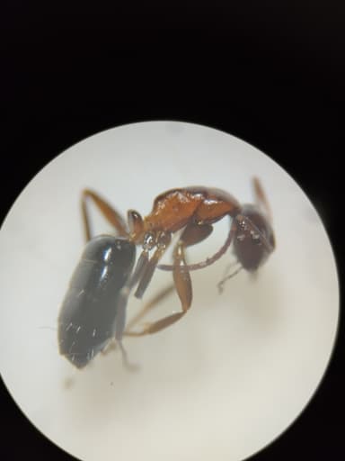 Camponotus essigi photo 84