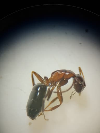 Camponotus essigi photo 85