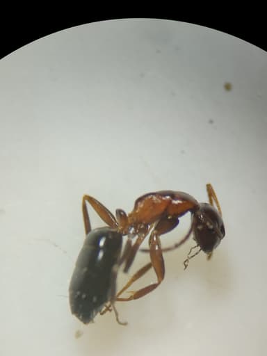 Camponotus essigi photo 86
