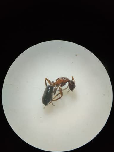 Camponotus essigi photo 87