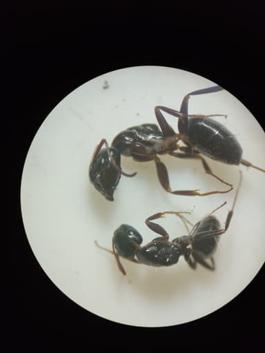 Camponotus essigi photo 88