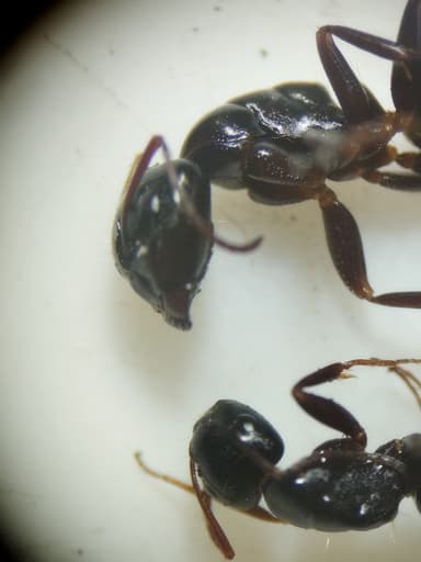 Camponotus essigi photo 89