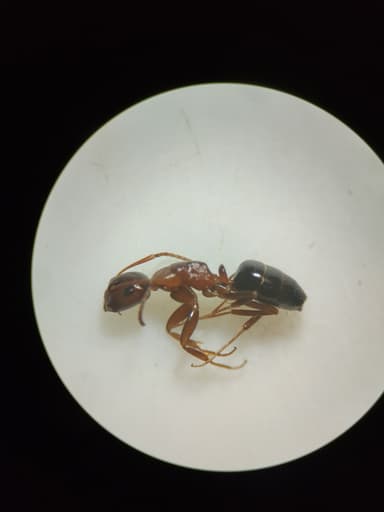 Camponotus essigi photo 90