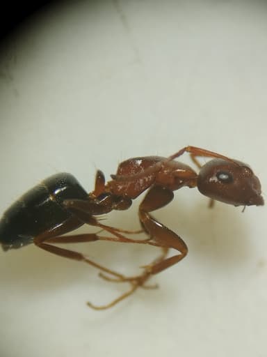 Camponotus essigi photo 91
