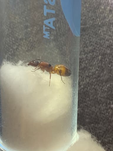 Camponotus essigi photo 92