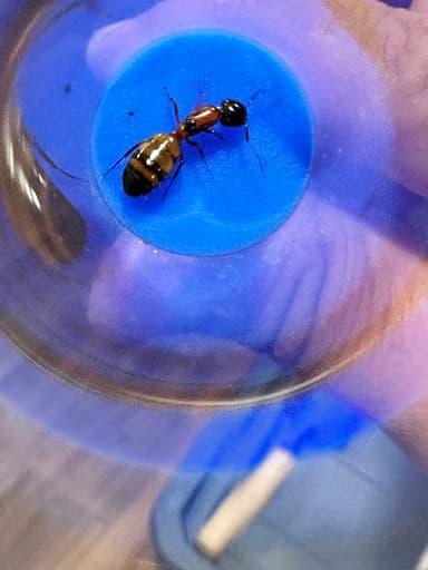 Camponotus essigi photo 93