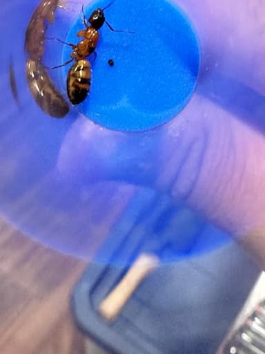 Camponotus essigi photo 94