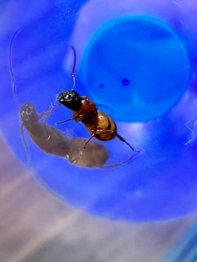 Camponotus essigi photo 95
