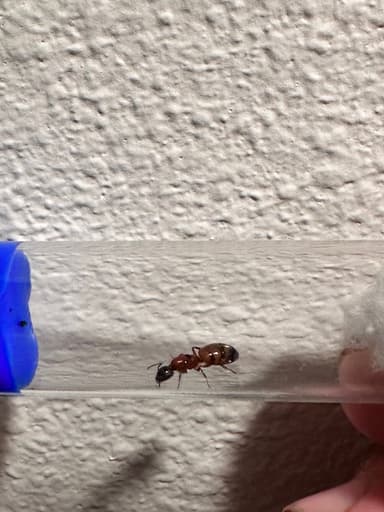 Camponotus essigi photo 96