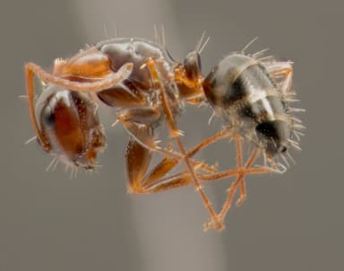 Camponotus essigi photo 97