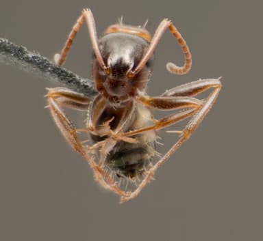 Camponotus essigi photo 98