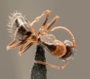 Camponotus essigi photo 99