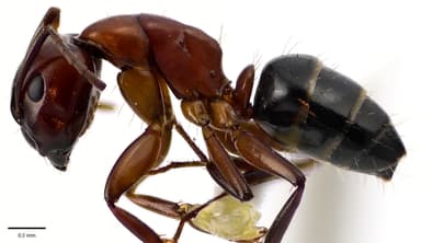 Camponotus essigi photo 100