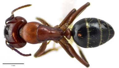 Camponotus essigi photo 101
