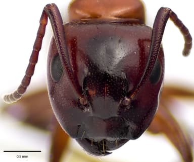 Camponotus essigi photo 102