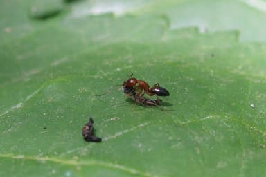 Camponotus essigi photo 103