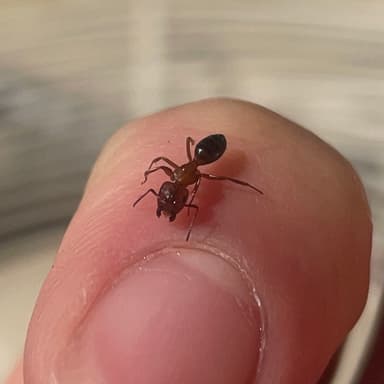 Camponotus essigi photo 104