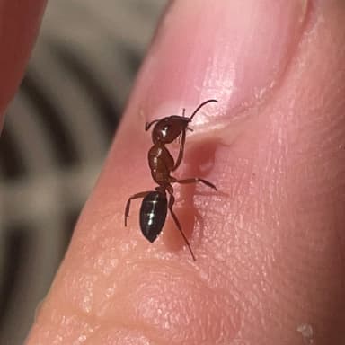 Camponotus essigi photo 105