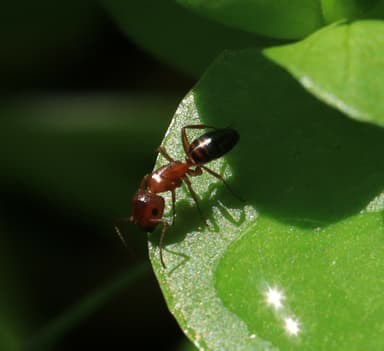 Camponotus essigi photo 106