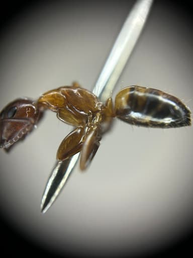Camponotus essigi photo 107