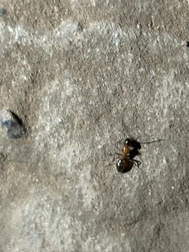 Camponotus essigi photo 108