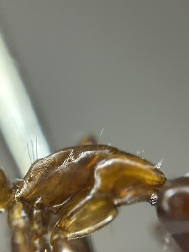 Camponotus essigi photo 109