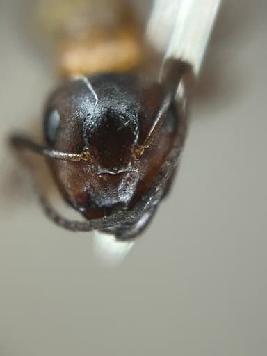 Camponotus essigi photo 110