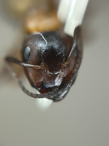 Camponotus essigi photo 111