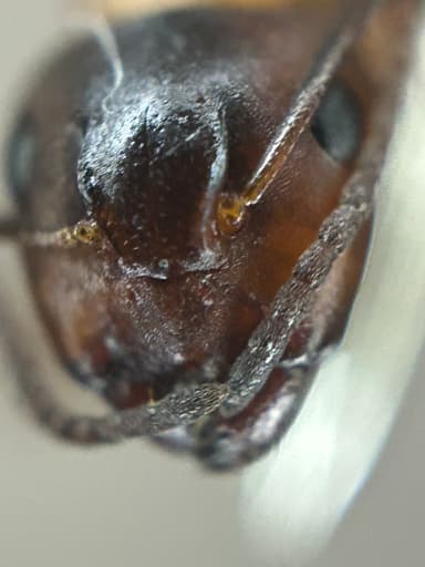 Camponotus essigi photo 112