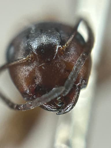 Camponotus essigi photo 113