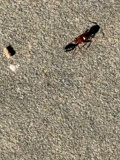 Camponotus essigi photo 114