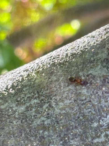 Camponotus essigi photo 115