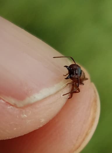 Camponotus essigi photo 119