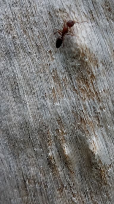 Camponotus essigi photo 120