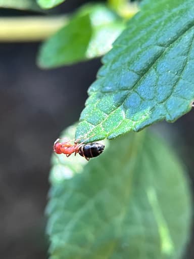 Camponotus essigi photo 121
