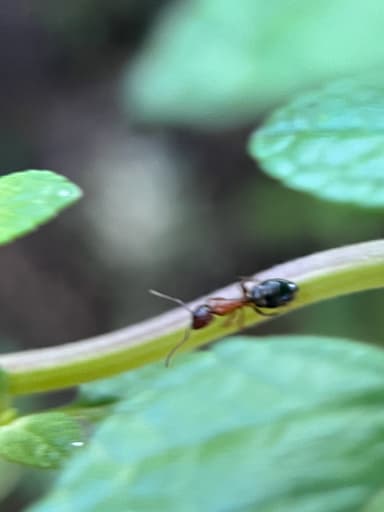 Camponotus essigi photo 122