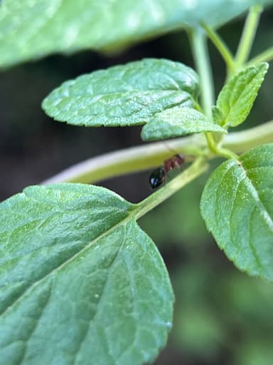 Camponotus essigi photo 123