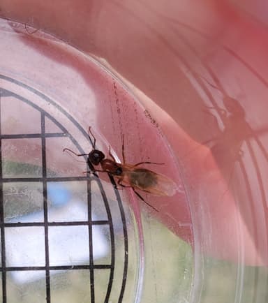 Camponotus essigi photo 124