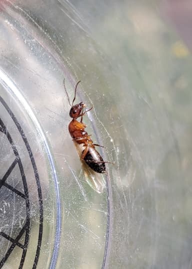 Camponotus essigi photo 125