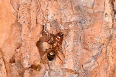 Camponotus essigi photo 126