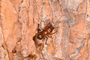 Camponotus essigi photo 127