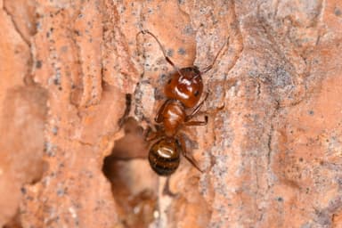Camponotus essigi photo 128