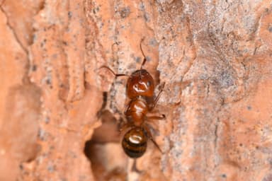 Camponotus essigi photo 129