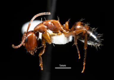 Camponotus essigi photo 131