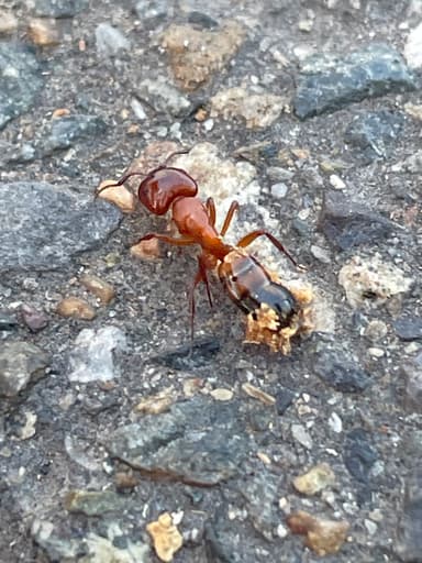 Camponotus essigi photo 132