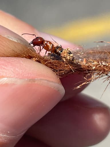 Camponotus essigi photo 133