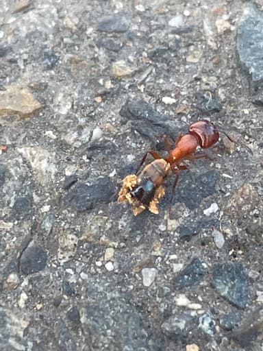 Camponotus essigi photo 134