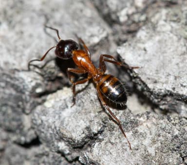 Camponotus essigi photo 1